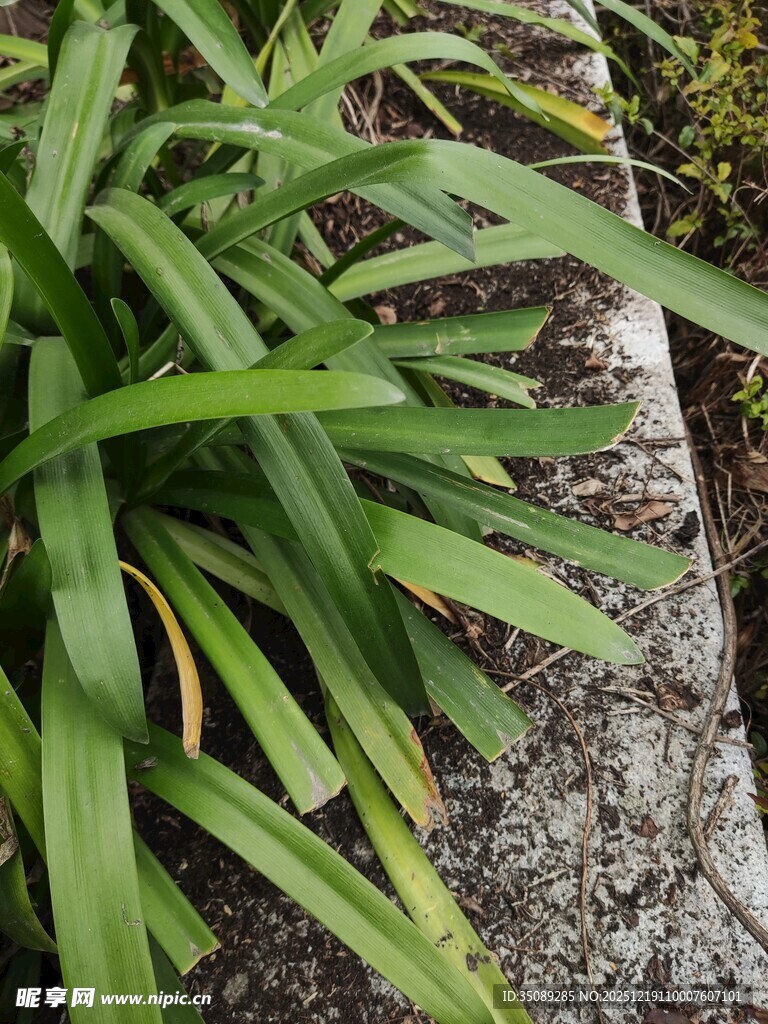 石边翠绿植物特写