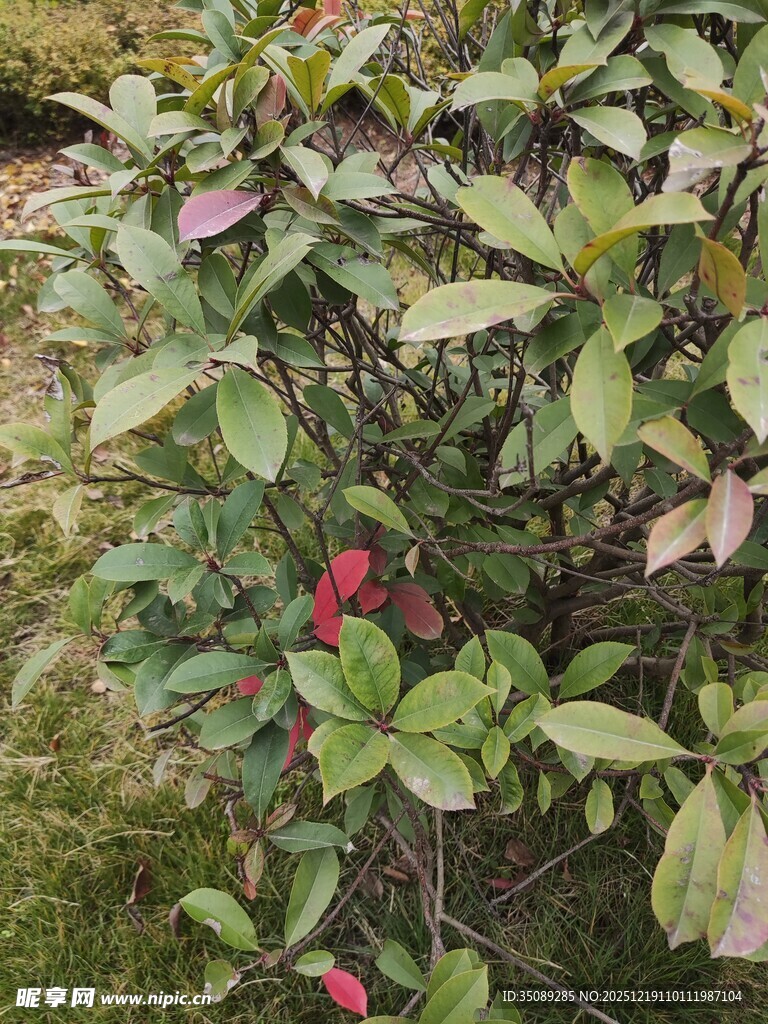 绿叶间的娇艳红色花朵