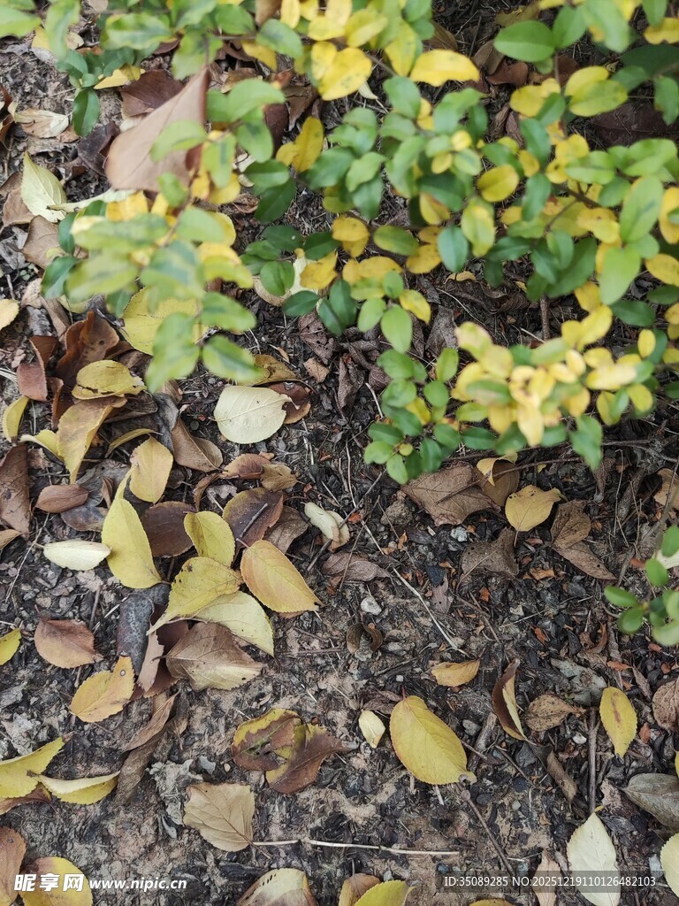 落叶与绿植交织的景致