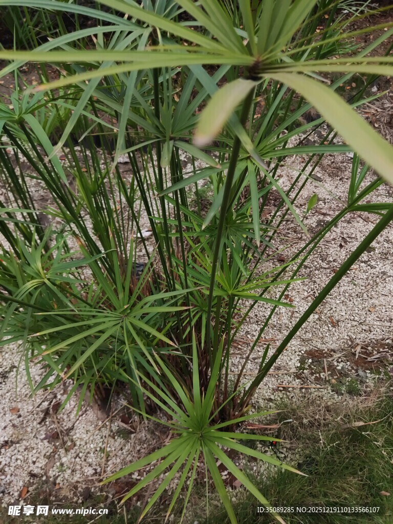 翠绿旱伞草生机盎然