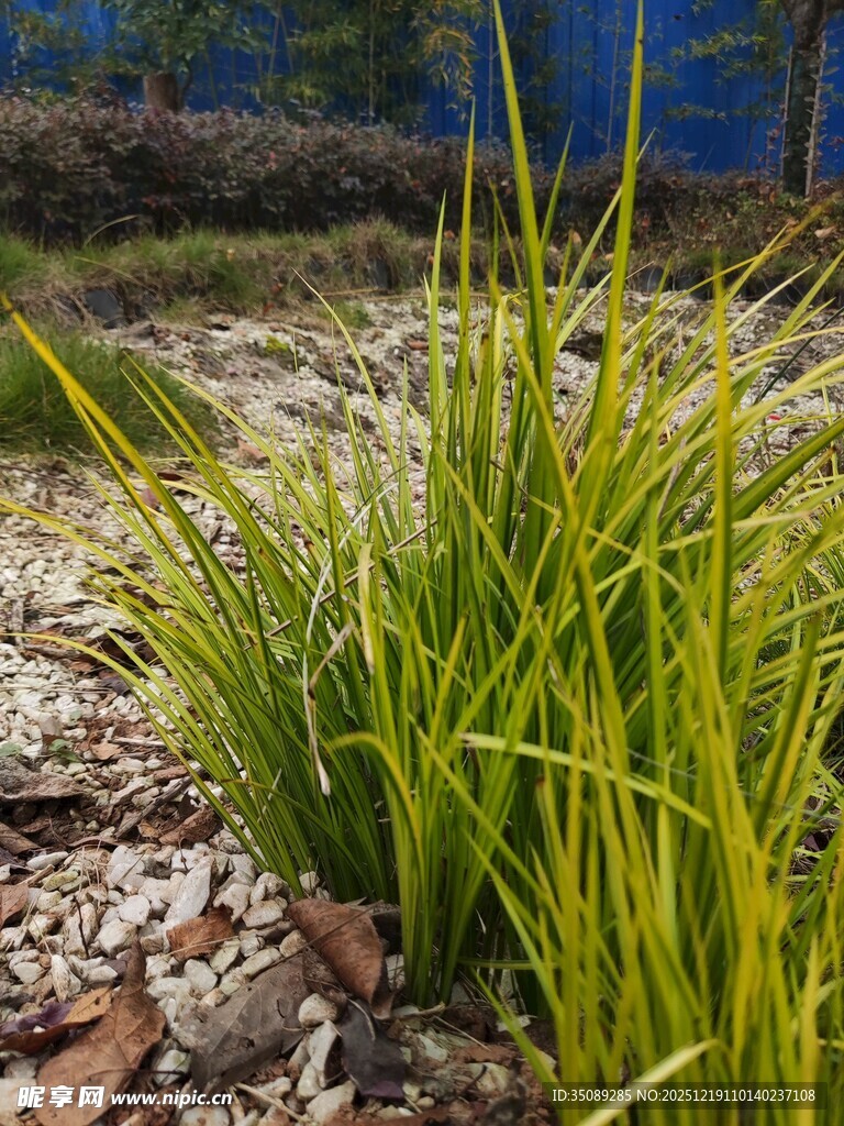 金黄绿叶植物景观