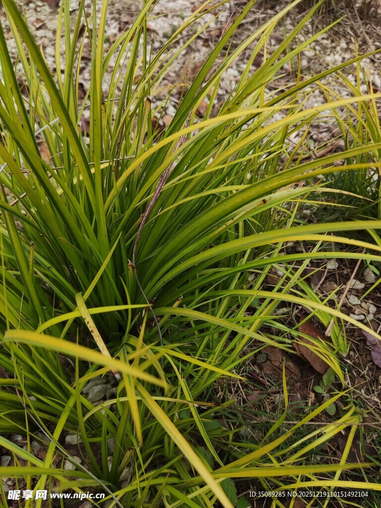 翠绿葱茏的丛生草本植物