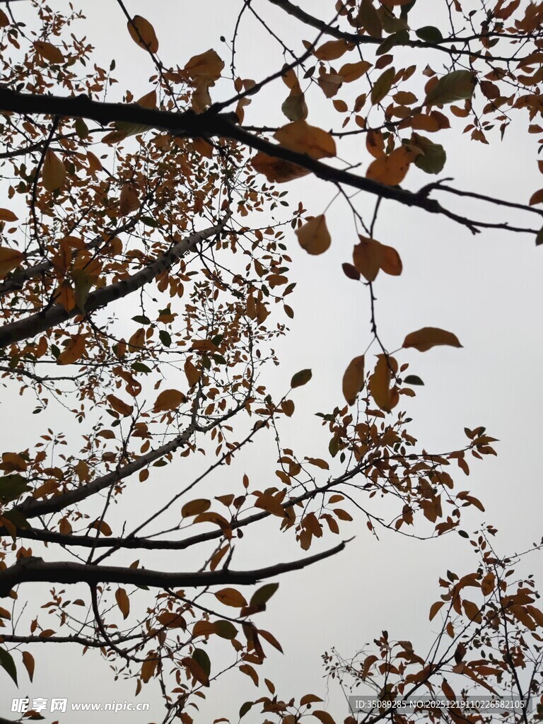 秋日枝头枯叶景象