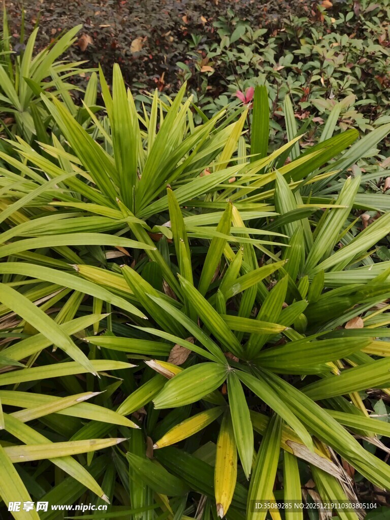 翠绿丛生的剑叶植物