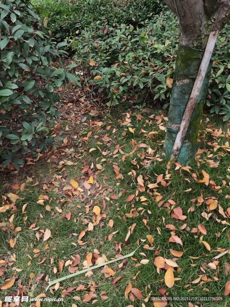 落叶铺地的林间小径