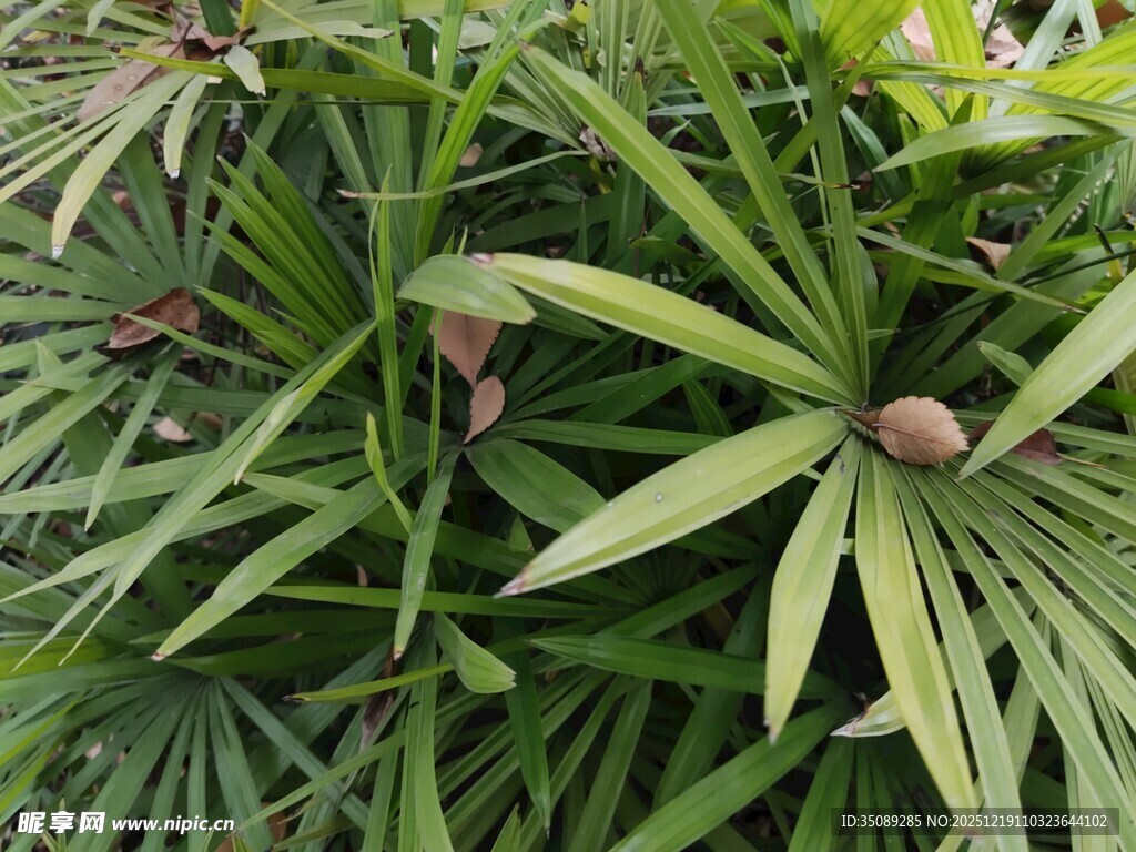 翠绿棕竹植物特写
