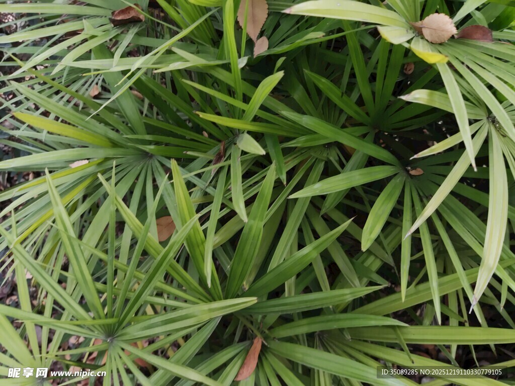 翠绿细长叶片的植物特写