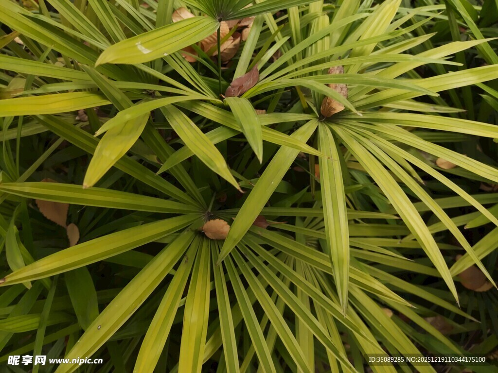 翠绿舒展的棕榈植物叶片
