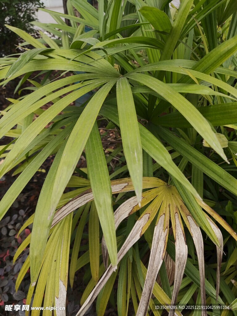 翠绿带黄的独特叶片植物