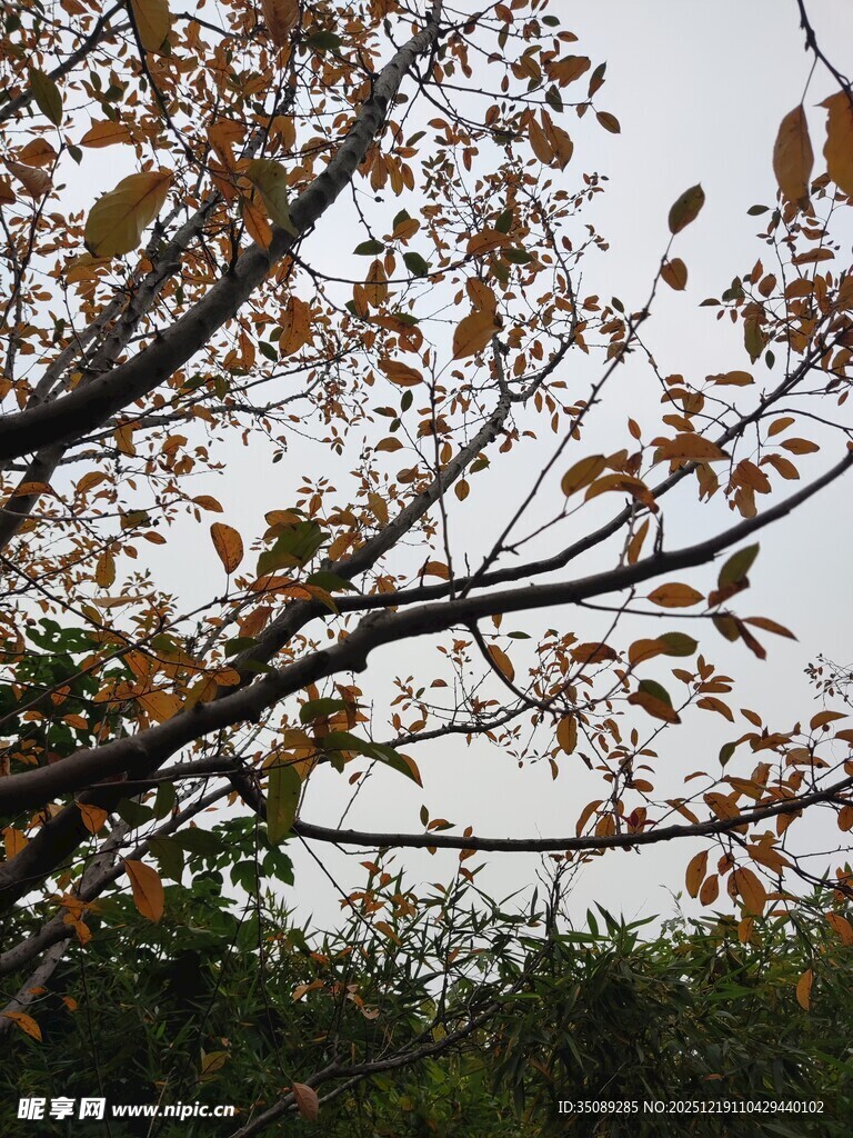 秋日枝头黄叶景致