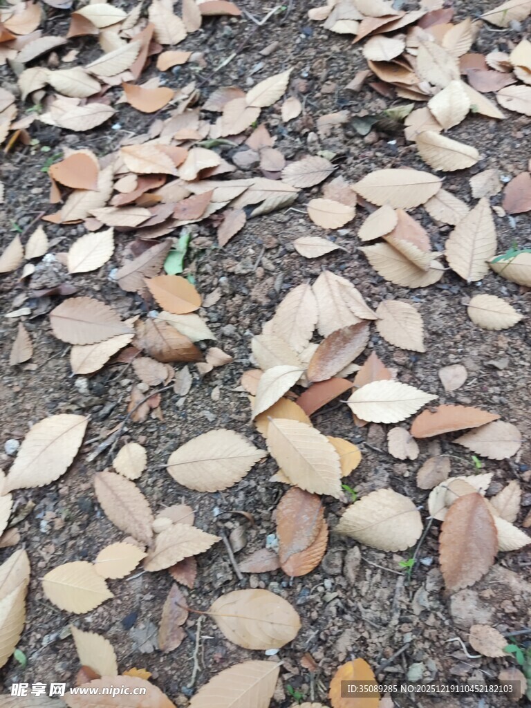 地面散落的多彩叶片
