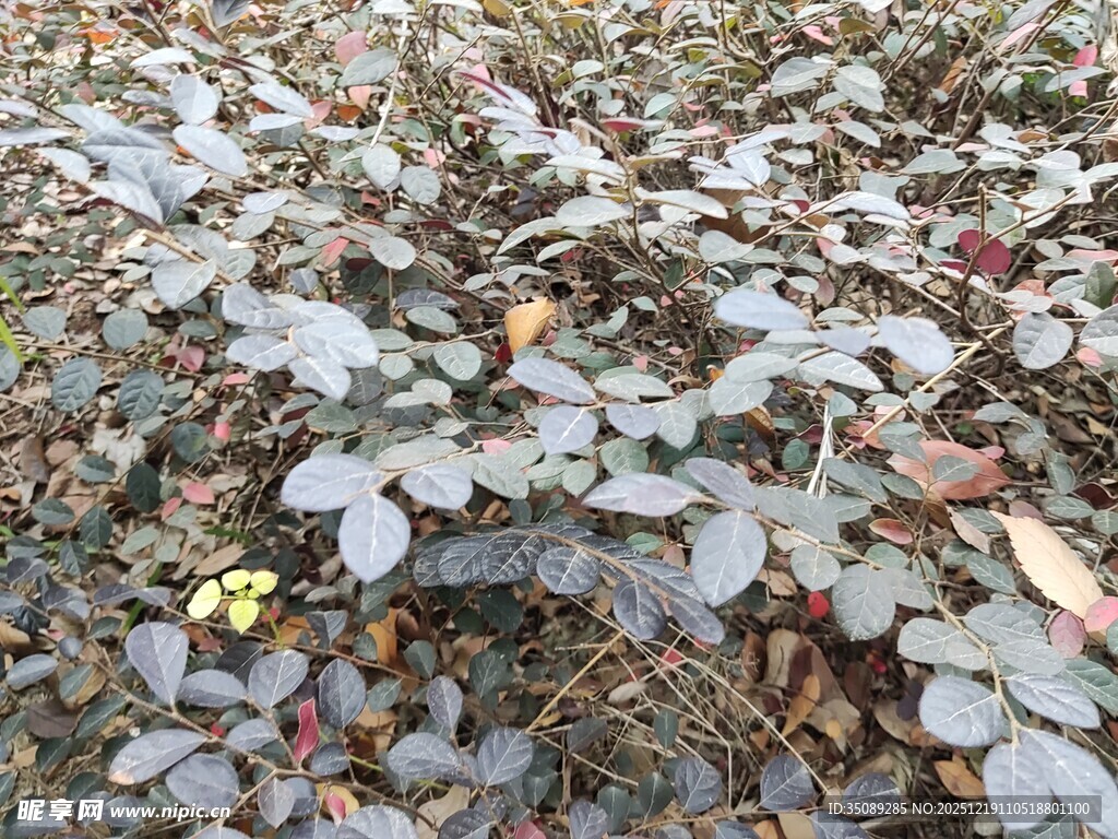 地面上的落叶与植物
