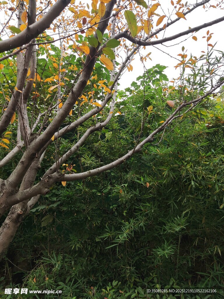 秋日树林中的繁茂树木