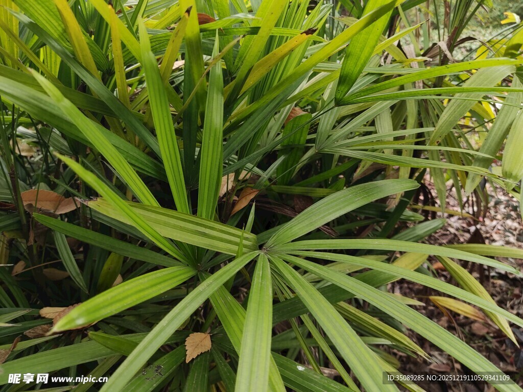 翠绿棕竹植物特写