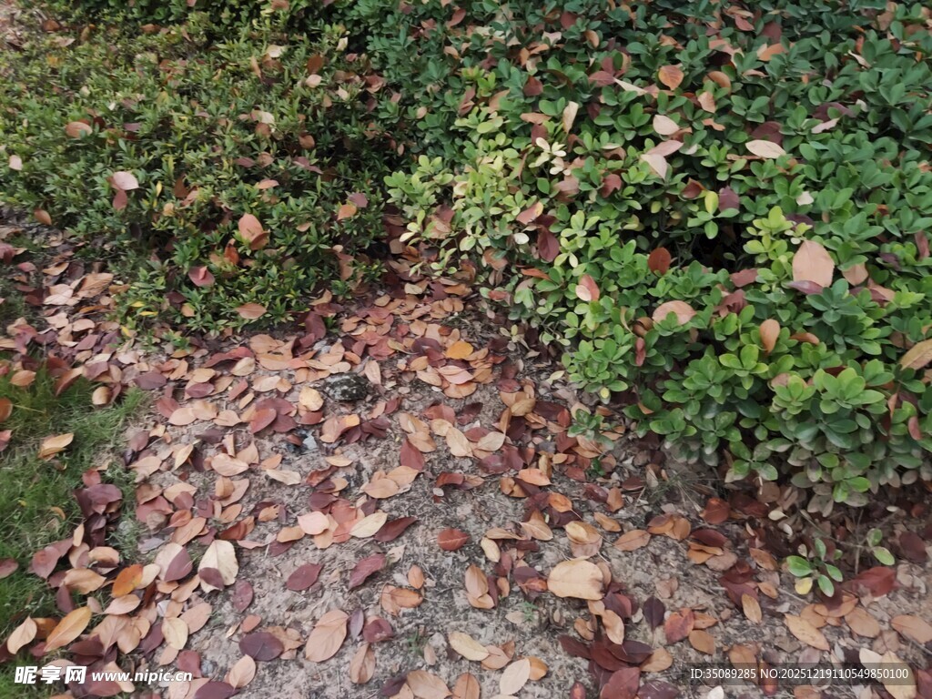 落叶覆盖的绿植景观