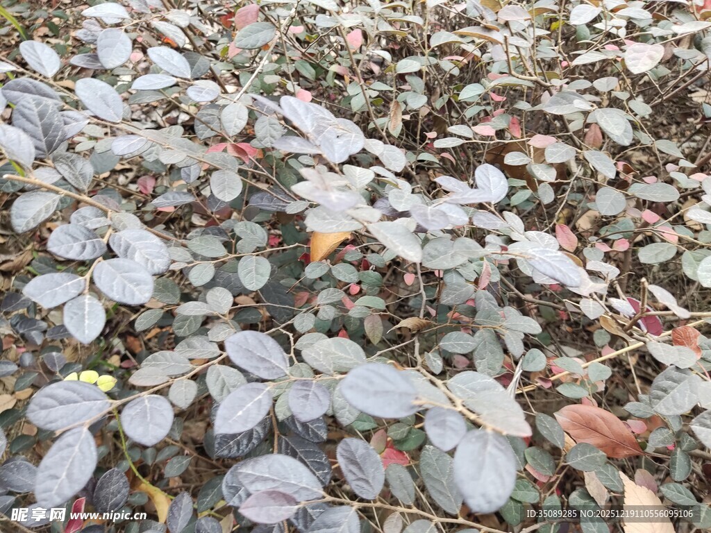 地面散落的多彩落叶