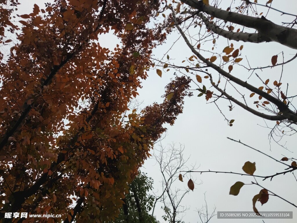 秋日枝头枯叶飘零景象