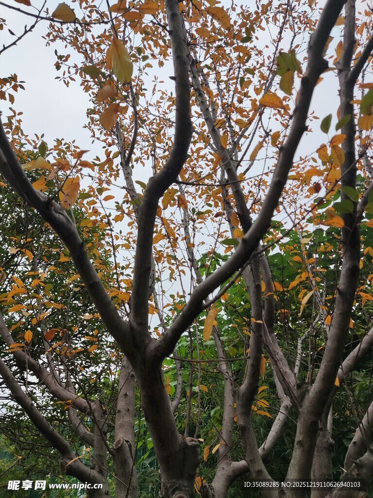 秋日斑斓树枝景象