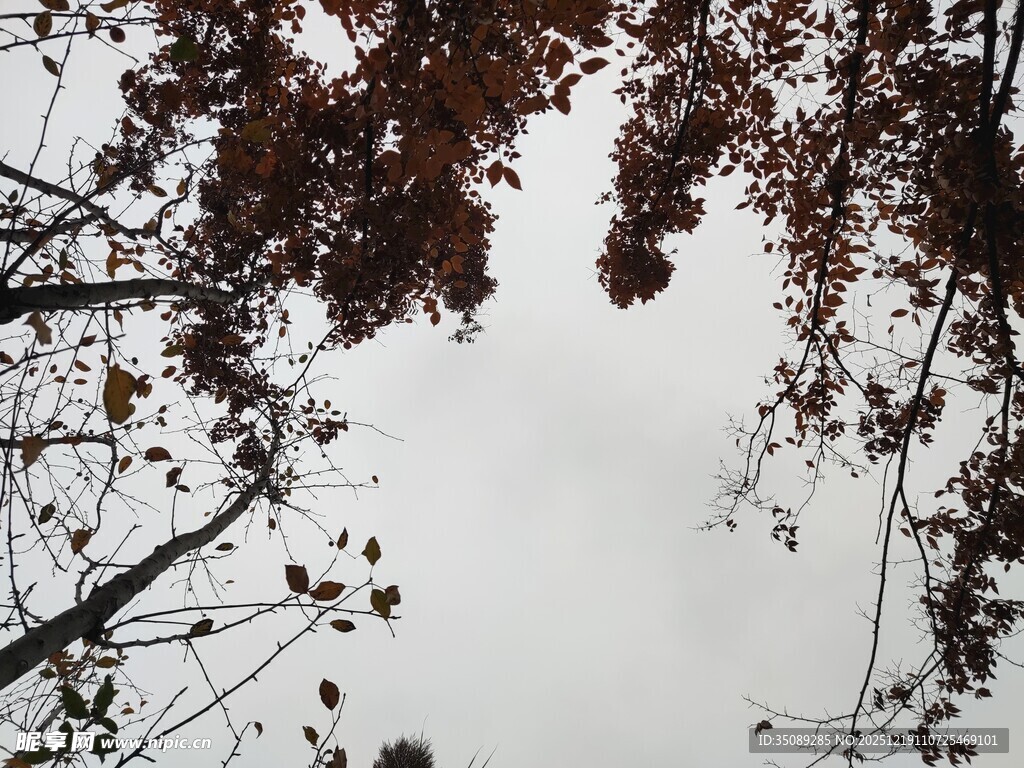 仰视秋树枝叶与灰白天空