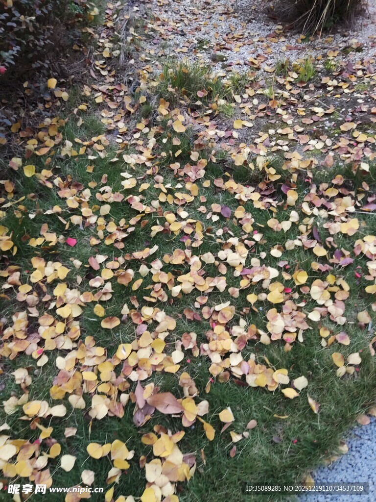 秋日草地落叶美景