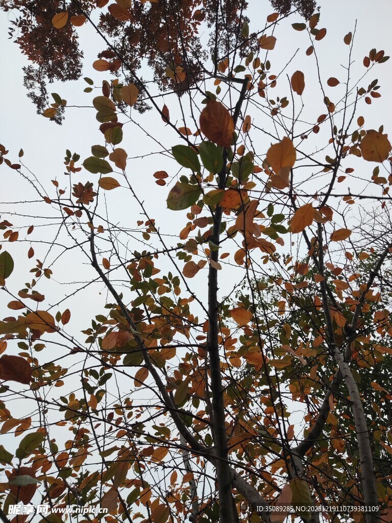 秋日枝头斑斓树叶