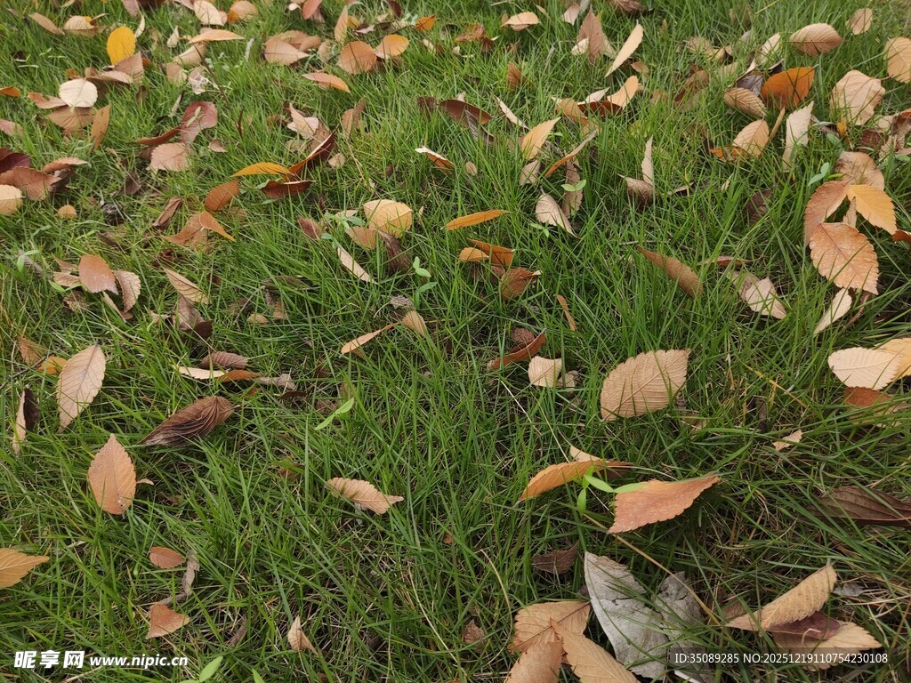 草地散落枯黄落叶