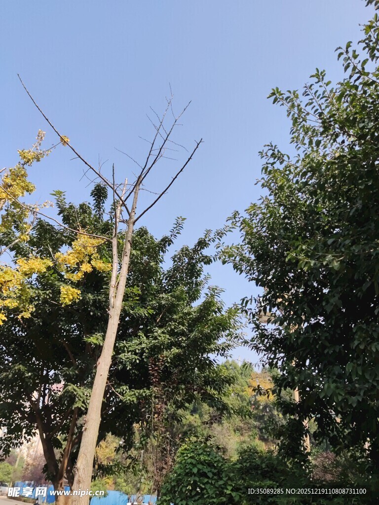 户外树木旁的电线杆