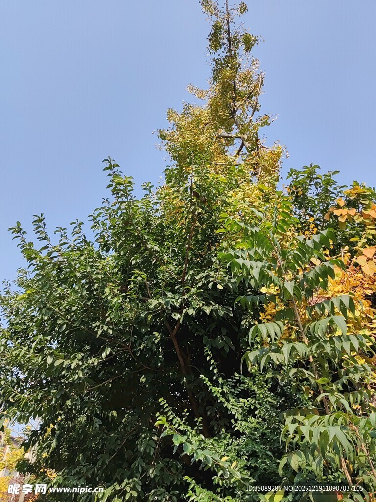 秋日葱郁树木景观