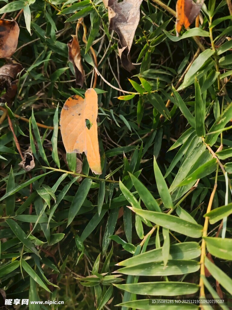 茂密绿植中的多彩叶片