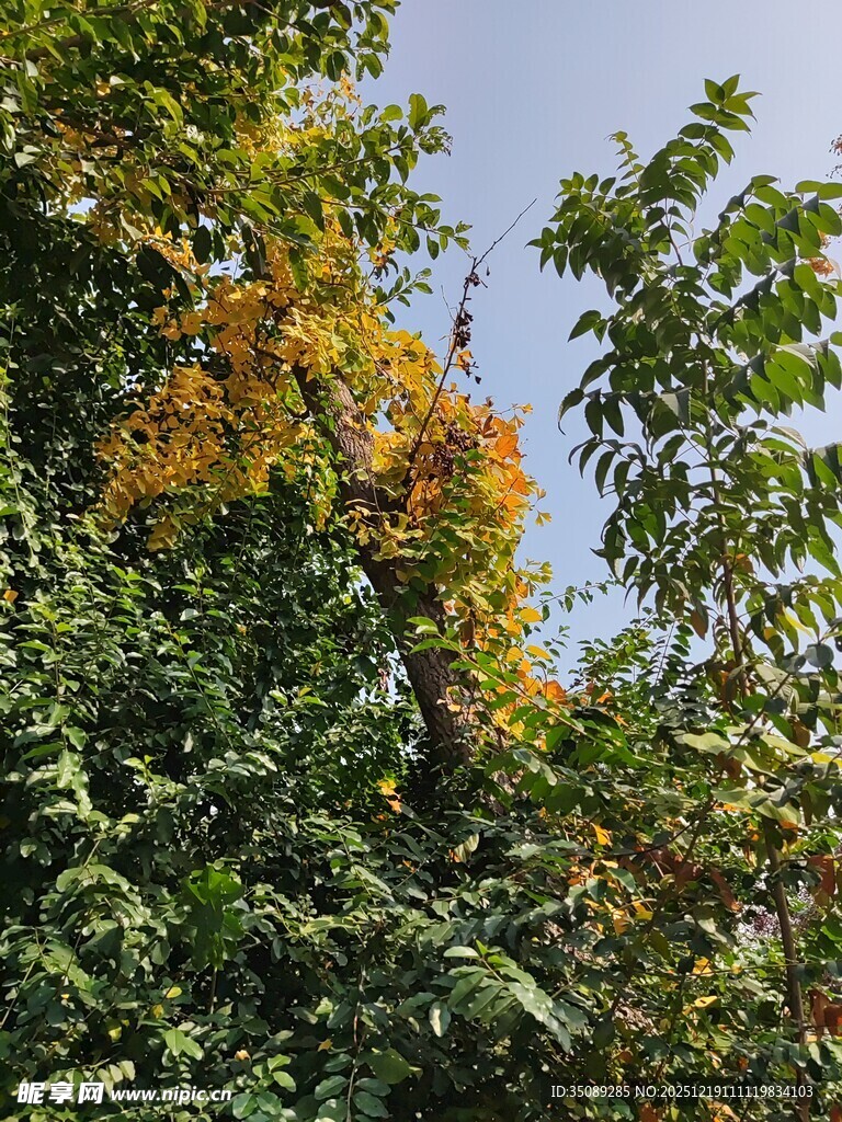 秋日树梢斑斓树叶景观