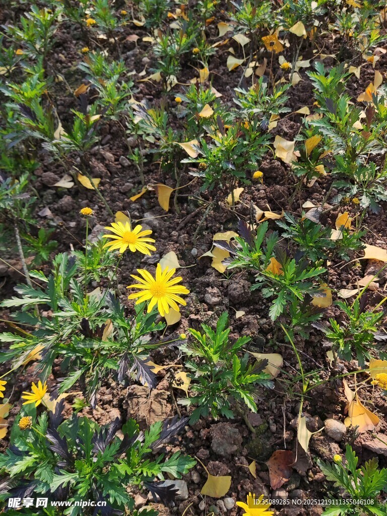草地中的黄色小花绽放