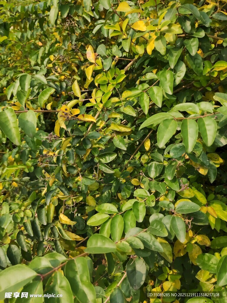 茂密绿叶植物景观