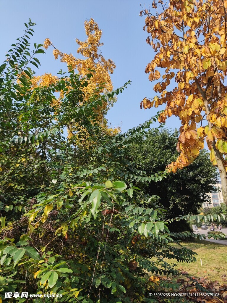 秋日多彩树木景致