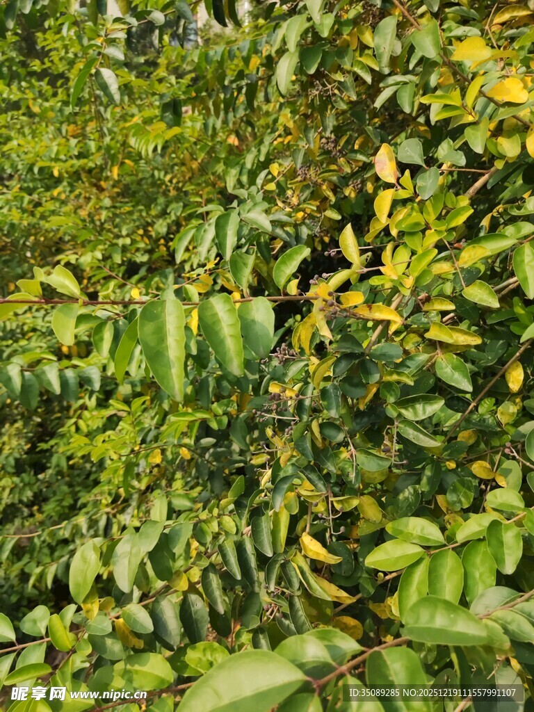 茂密翠绿的植物景观