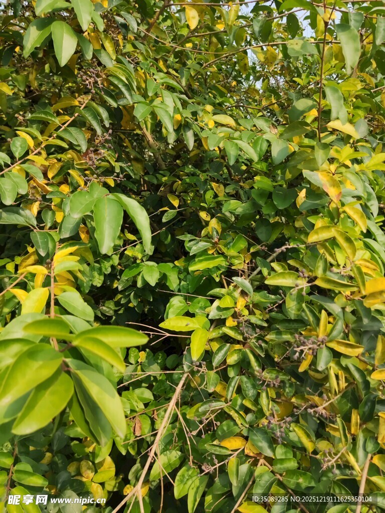 繁茂绿植叶片黄绿相间