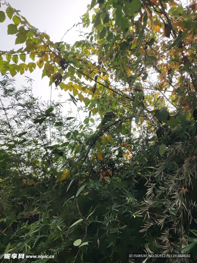 繁茂绿植的自然景致