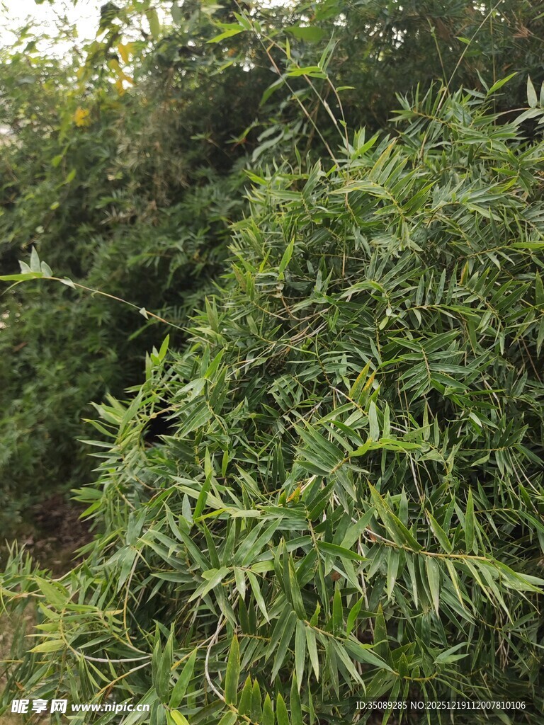 翠绿竹林景致