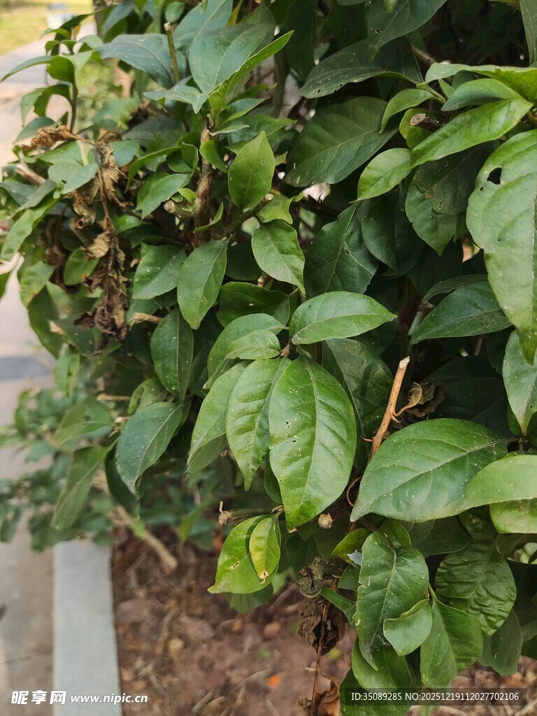 绿叶繁茂的植物景观