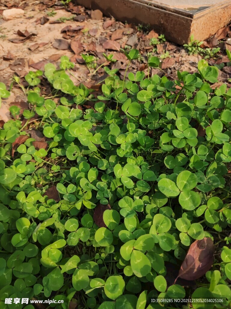 翠绿繁茂的地面绿植景观