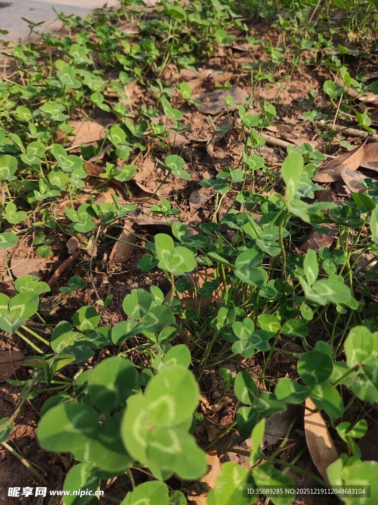 地面上的翠绿植物