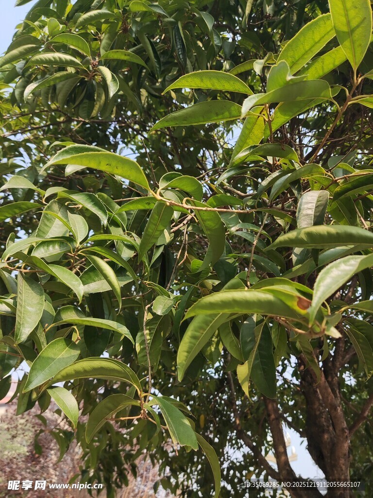 绿叶繁茂的树木