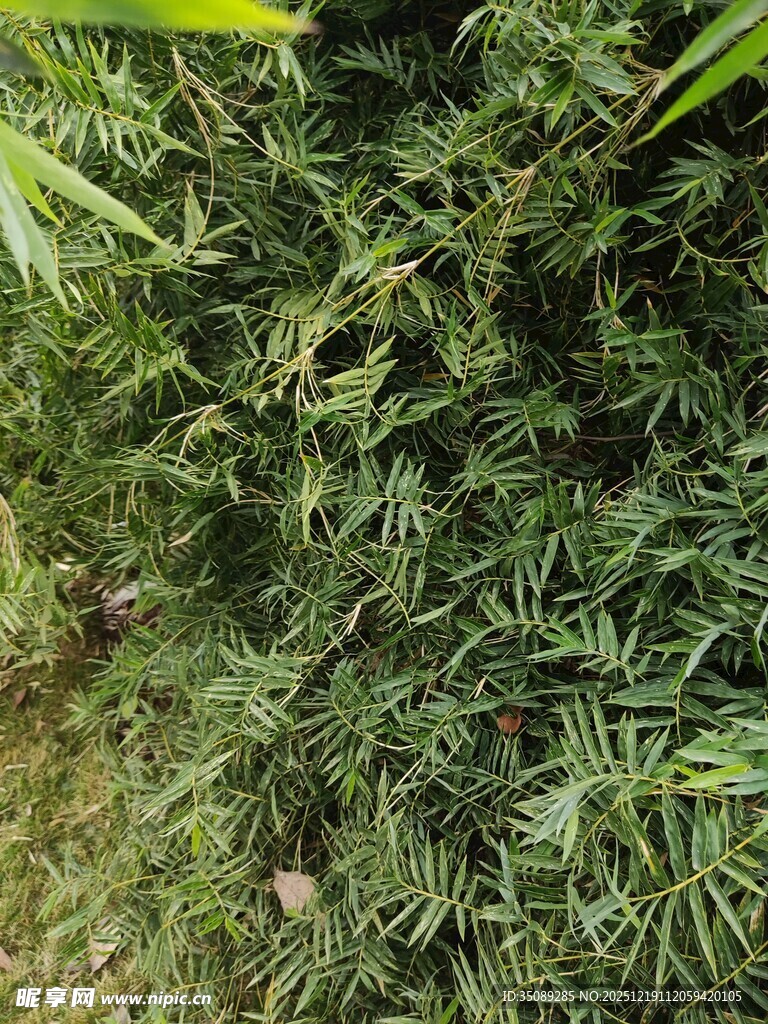 翠绿繁茂的植物景观