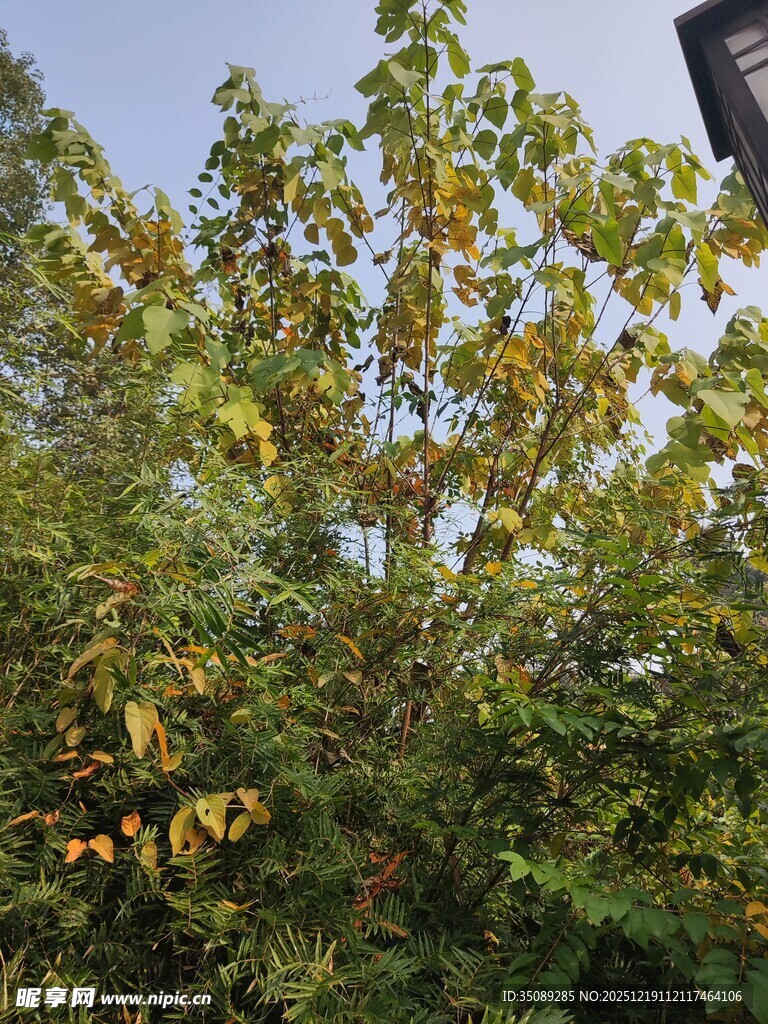 秋日繁茂树木景观