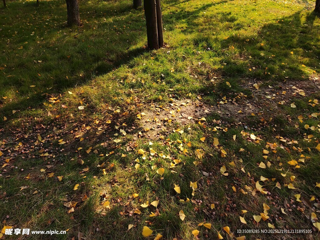 秋日草地光影斑驳景象