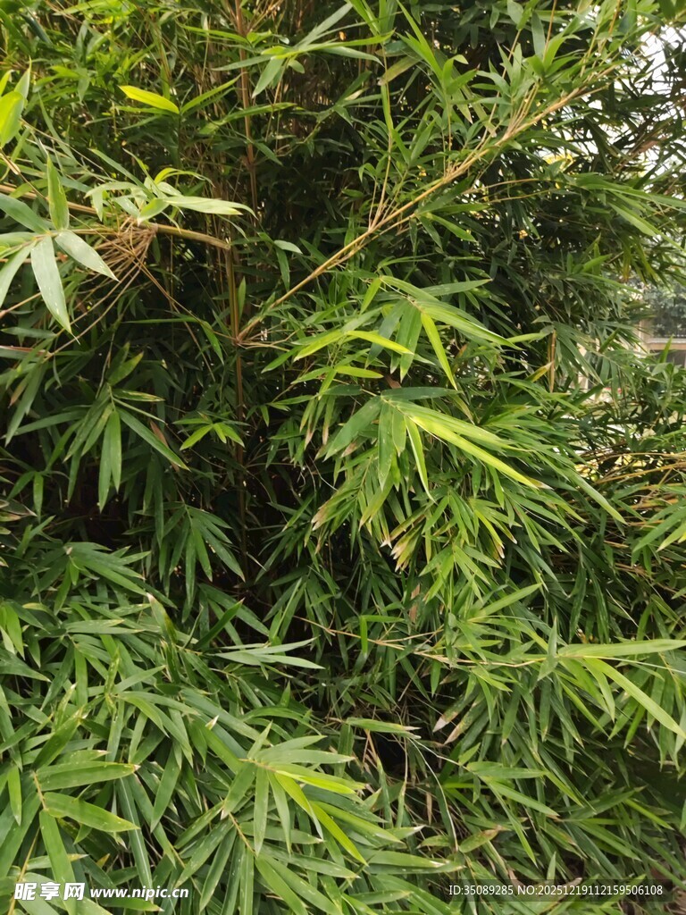 翠绿竹林中的繁茂枝叶