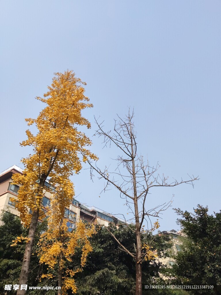 秋日金黄树木风景图