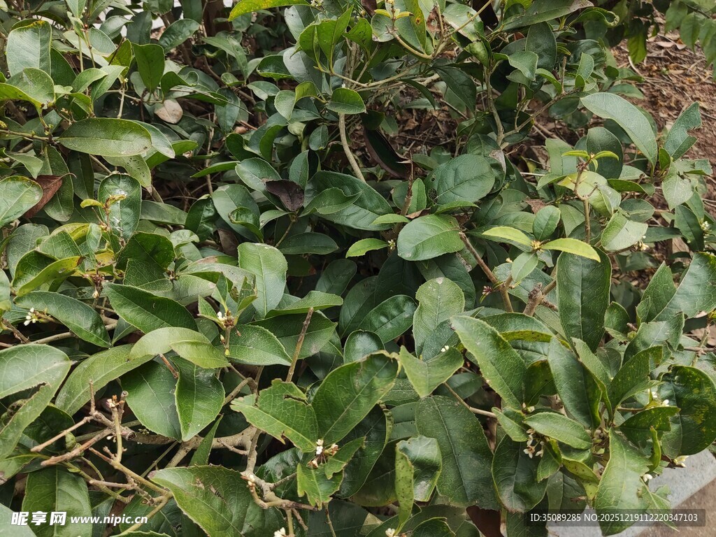 繁茂绿植叶片特写