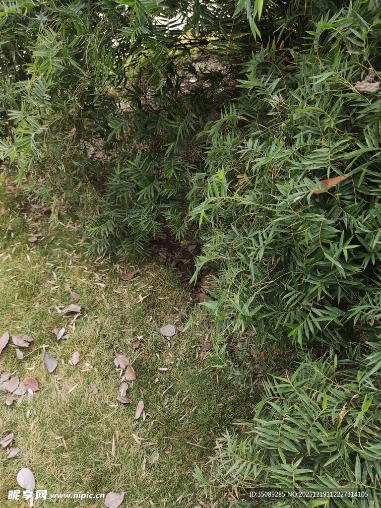 茂密绿植下的地面景象