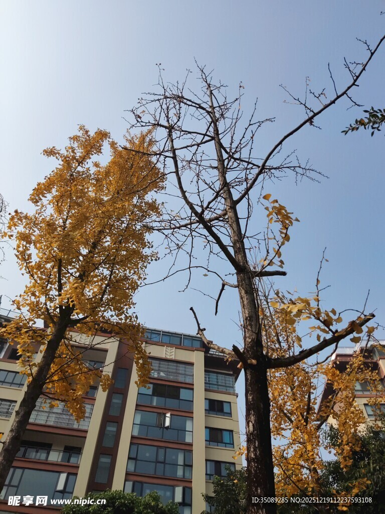 秋日楼前黄叶枯树景观