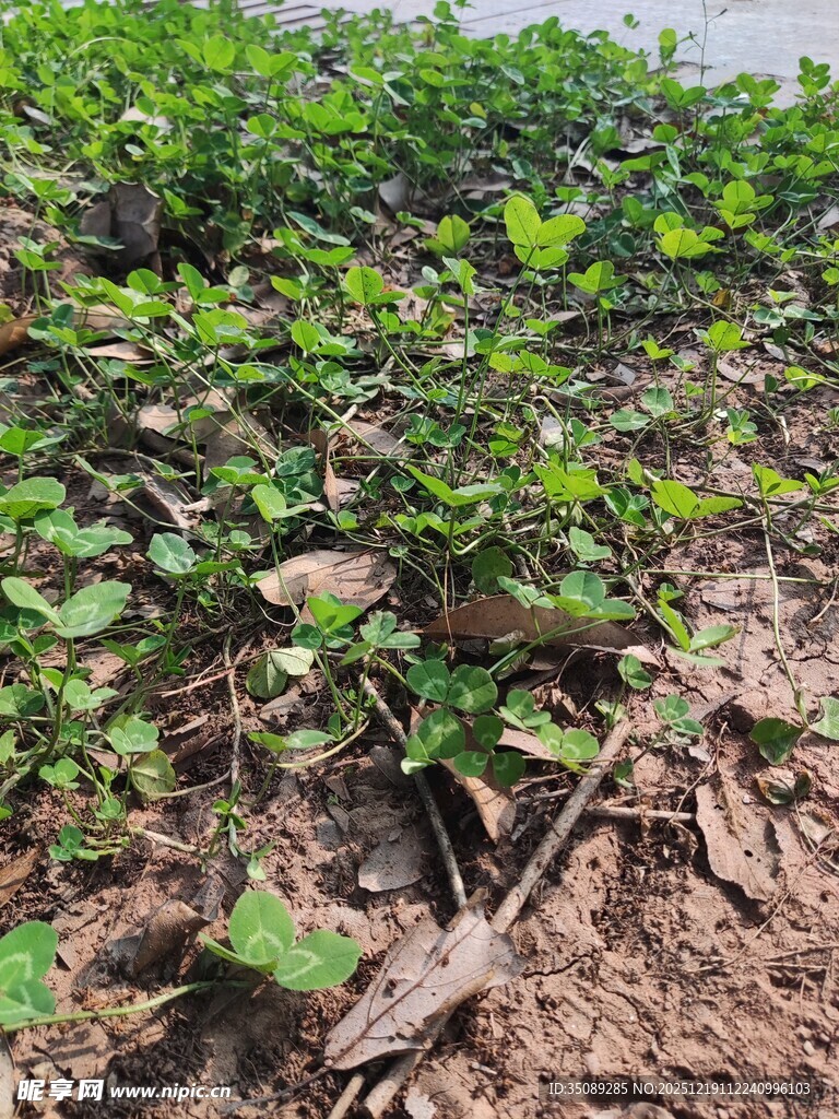 田间嫩绿植物生长景象